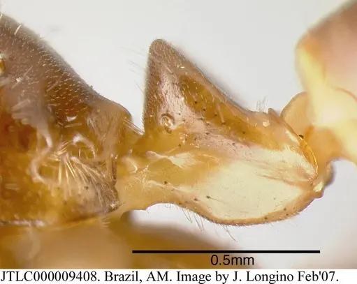 Azteca schimperi - JTLC000009408