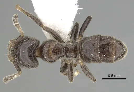 Azteca schumannii specimen