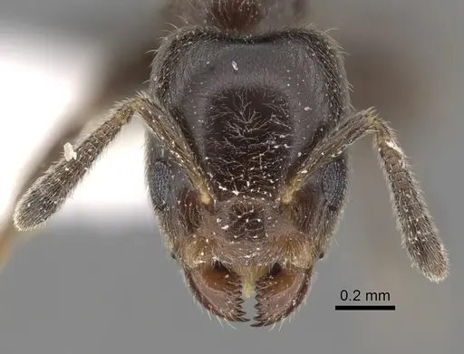 Azteca schumannii specimen