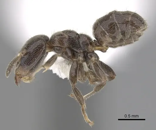 Azteca schumannii specimen