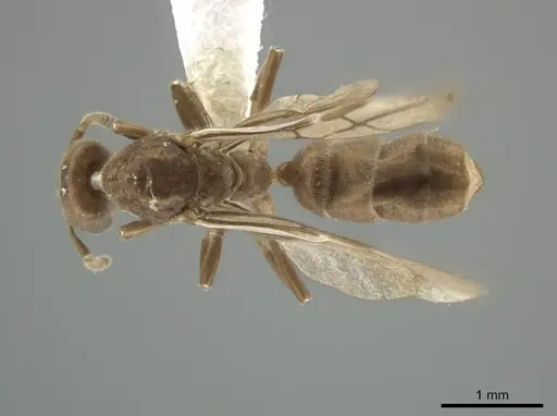 Azteca schumannii - CASENT0624288