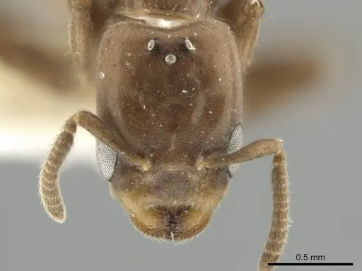 Azteca schumannii - CASENT0624288