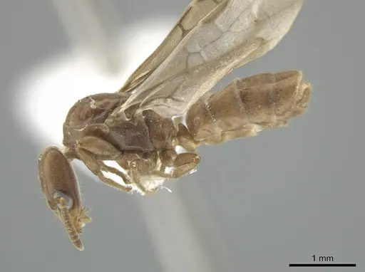 Azteca schumannii - CASENT0624288