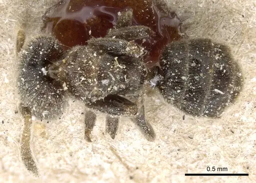 Azteca schumannii - CASENT0905102