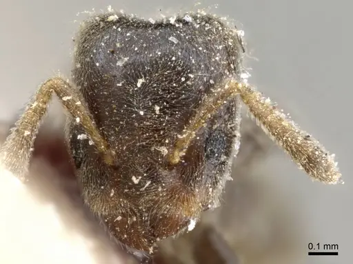 Azteca schumannii - CASENT0905102