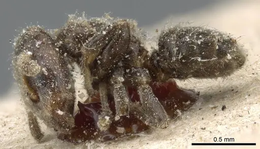 Azteca schumannii - CASENT0905102