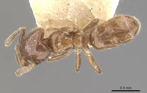 Azteca schumannii - CASENT0909671