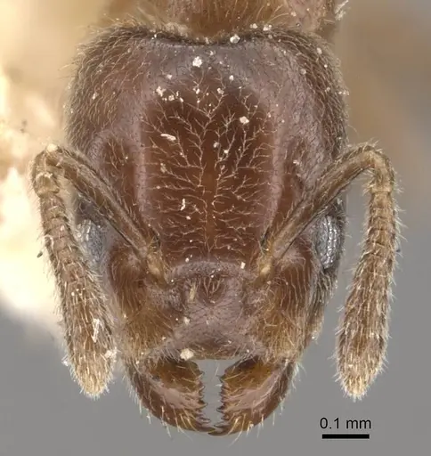 Azteca schumannii - CASENT0909671