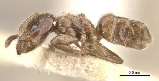 Azteca schumannii - CASENT0909671