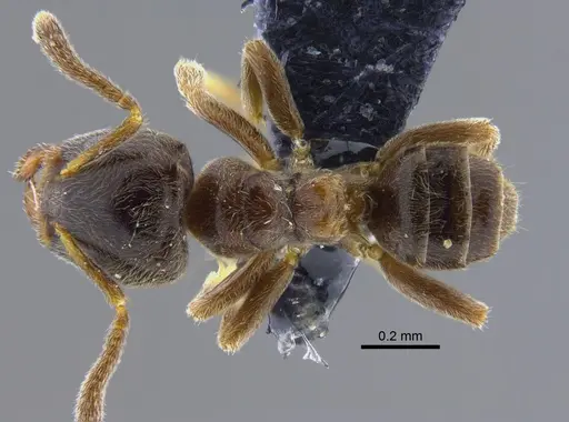 Azteca schumannii - CBUMAGENT41914