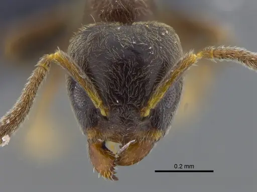 Azteca schumannii - CBUMAGENT41914