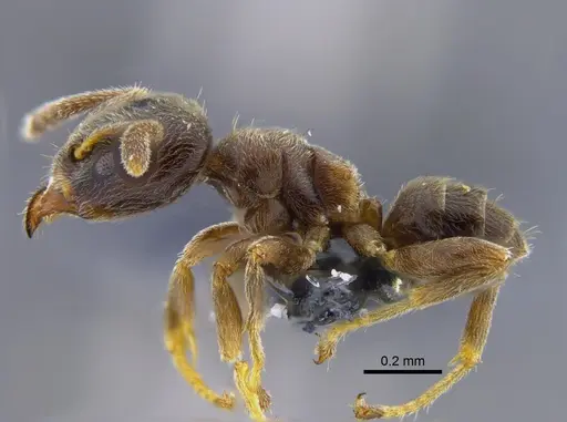 Azteca schumannii - CBUMAGENT41914