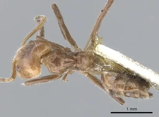 Azteca sericea specimen