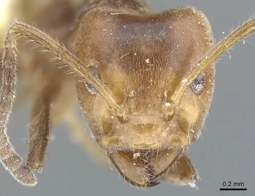 Azteca sericea specimen