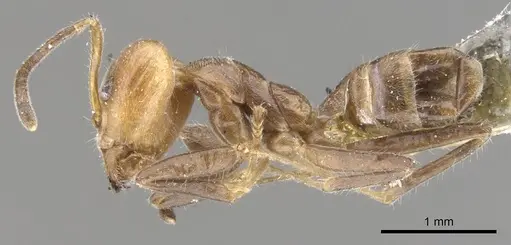 Azteca sericea specimen