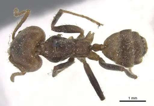 Azteca sericea - CASENT0915571