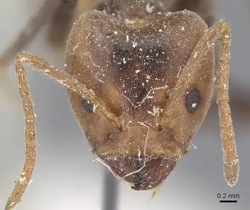 Azteca sericea - CASENT0915571