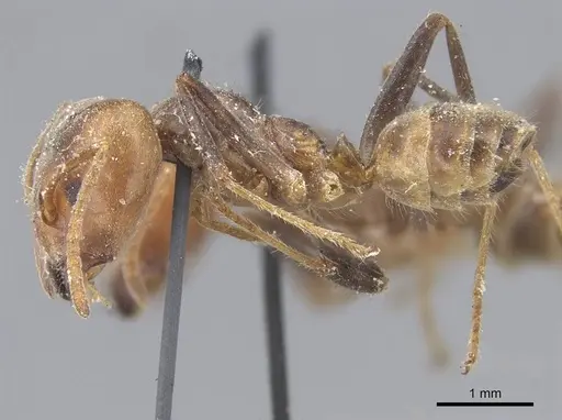 Azteca sericea - CASENT0915571