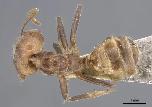 Azteca sericea - CASENT0915572