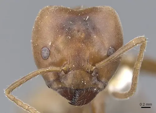 Azteca sericea - CASENT0915572