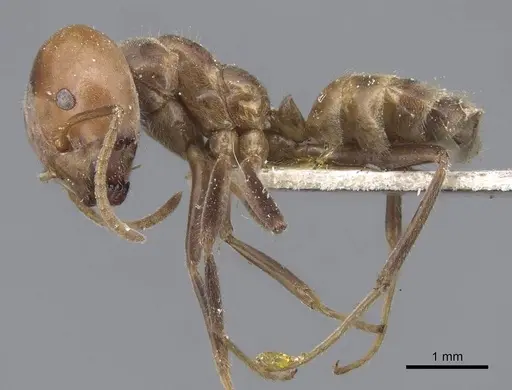 Azteca sericea - CASENT0915572