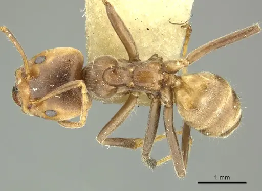 Azteca sericeasur specimen