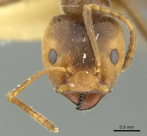 Azteca sericeasur specimen