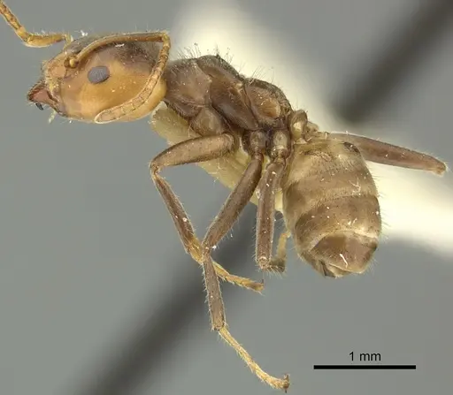 Azteca sericeasur specimen