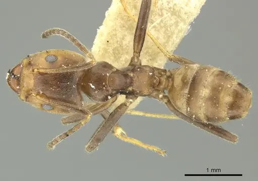 Azteca sericeasur - CASENT0260167