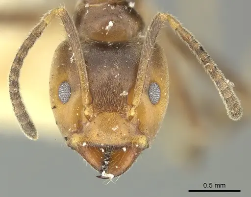 Azteca sericeasur - CASENT0260167