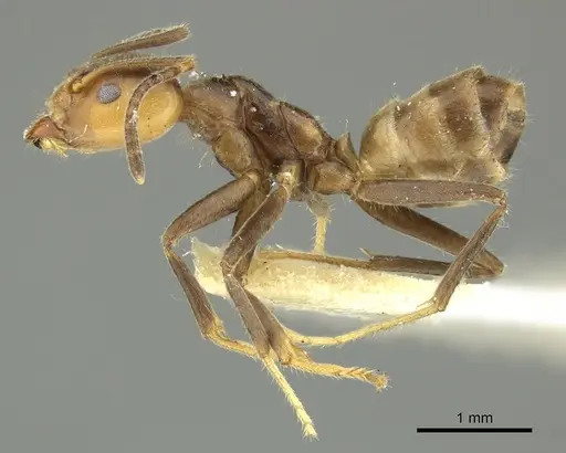 Azteca sericeasur - CASENT0260167