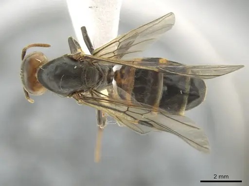 Azteca sericeasur - CASENT0635931