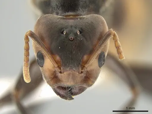 Azteca sericeasur - CASENT0635931