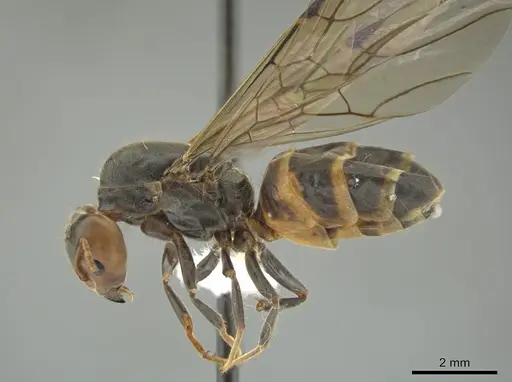 Azteca sericeasur - CASENT0635931