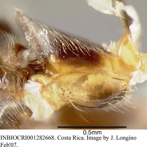 Azteca sericeasur - INBIOCRI001282668