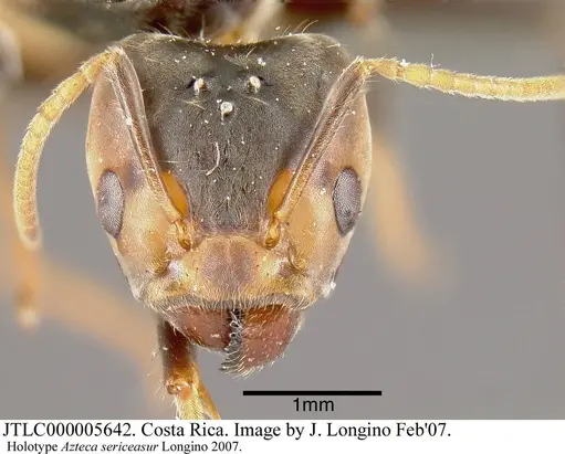 Azteca sericeasur - JTLC000005642