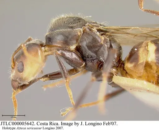 Azteca sericeasur - JTLC000005642