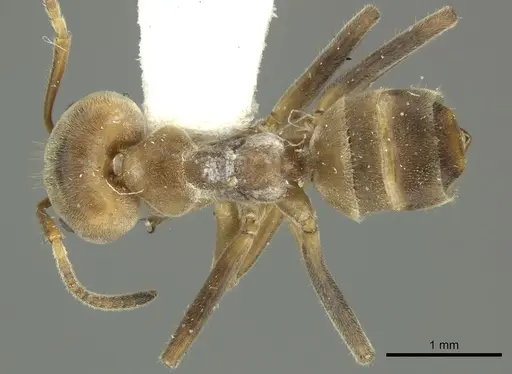 Azteca sericeasur - JTLC000005668