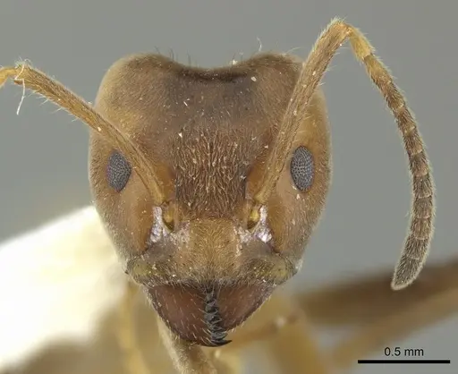 Azteca sericeasur - JTLC000005668