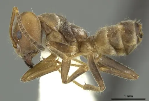 Azteca sericeasur - JTLC000005668