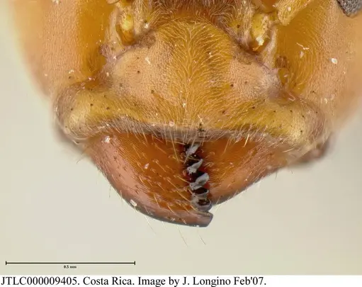 Azteca sericeasur - JTLC000009405