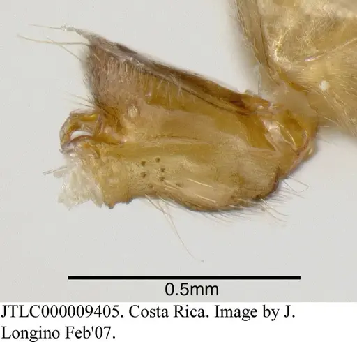 Azteca sericeasur - JTLC000009405