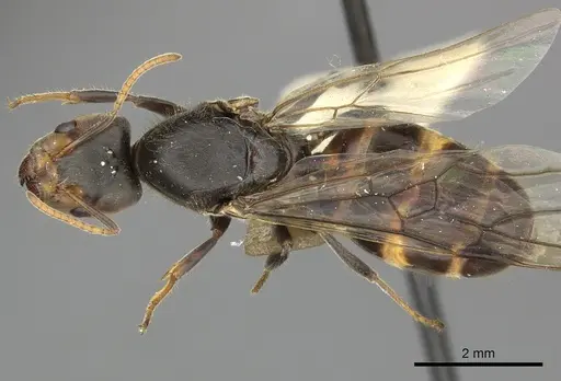 Azteca sericeasur - JTLC000009416