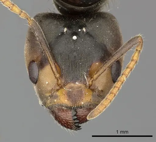 Azteca sericeasur - JTLC000009416