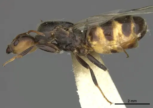 Azteca sericeasur - JTLC000009416