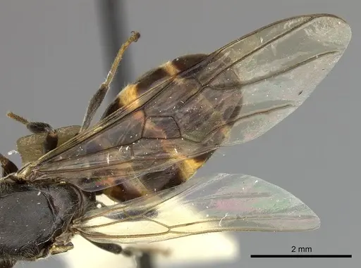 Azteca sericeasur - JTLC000009416