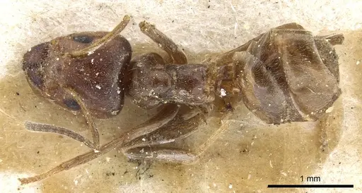 Azteca severini specimen