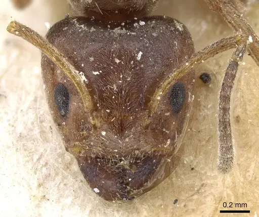 Azteca severini specimen