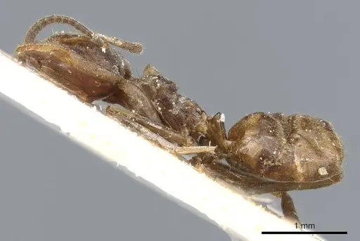 Azteca severini specimen