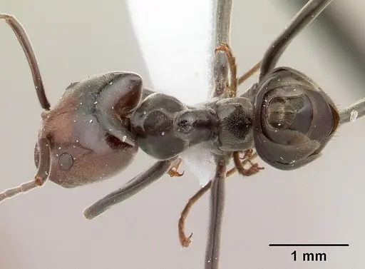 Azteca snellingi specimen